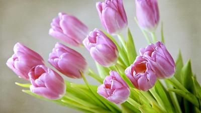 Обои тюльпаны, цветы, букет, весна картинки на рабочий стол, фото скачать  бесплатно