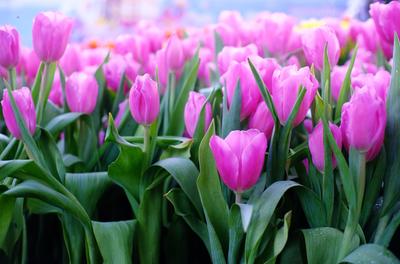 Картинки на рабочий стол тюльпаны весна фотографии