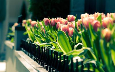 Скачать обои и картинки тюльпаны, цветы, листья, жёлтый, розовый, праздник,  весна, белый фон для рабочего стола в разрешении 1920x2880