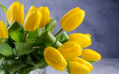 Обои на рабочий стол весна тюльпаны - красивые фото