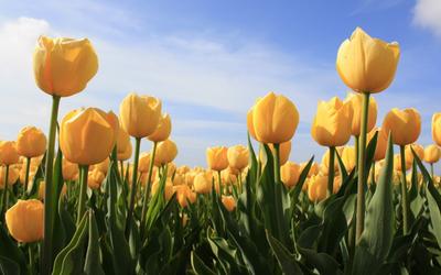 Белые тюльпаны весной — весенние обои HD (2400x1350)