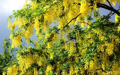 Скачать обои Весна, Дерево, Ветки, Жёлтые, Цветы, Лето, Листья в разрешении  1440x900 на рабочий стол