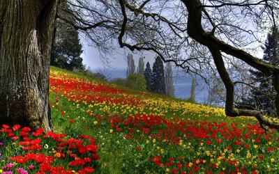 обои : природа, филиал, Синий, цвести, весна, Дерево, Флора, Дикий цветок,  производить, ботаника, Наземный завод, цветущее растение 2560x1600 -  4kWallpaper - 590084 - красивые картинки - WallHere