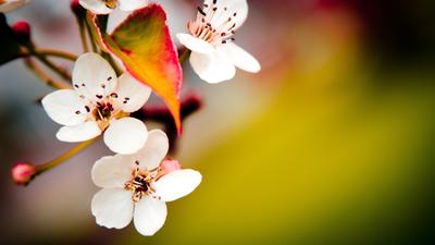 Скачать обои яблоня, цветы, лепестки, весна бесплатно для рабочего стола в  разрешении 2560x1600 — картинка №233893