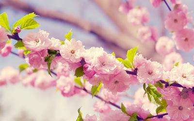HD картинки весна 1440x900, обои весенние цветы 1440x900, скачать обои  высокого качества