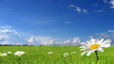Скачать обои небо, обои на рабочий стол, цветы, весна, трава разрешение  1920x1080 #13231