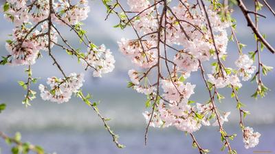 Обои Цветы Сакура, вишня, обои для рабочего стола, фотографии цветы,  сакура, вишня, розовый, ветки, весна Обои для рабочего стола, скачать обои  картинки заставки на рабочий стол.