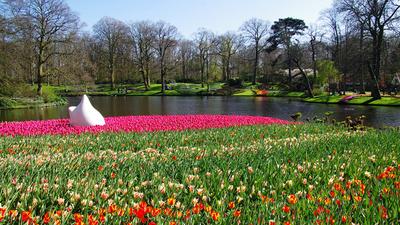 Картинка голландия Keukenhof Весна тюльпан Природа парк 1920x1080