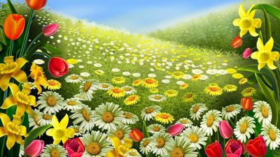 Картинка на рабочий стол поле, голубой, цветы, природа, весна, лето,  поляна, небо 1280 x 720