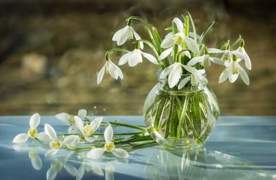 Картинки фото, весна, снег, цветы, подснежники - обои 1280x800, картинка  №211759