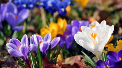 Картинки весна, цветы, подснежники, крокусы, цвета, краски, яркость,  желтый, синий, листья, зелень, фон, размытость, природа - обои 1920x1080,  картинка №7957
