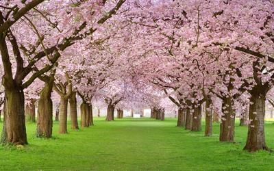 Обои на рабочий стол Пришла весна, на деревьях появились красивые розовые  цветки, обои для рабочего стола, скачать обои, обои бесплатно