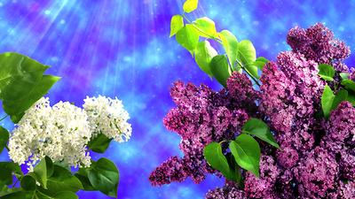 Обои весна, цветы, сирень, фиолетовый, крупный план картинки на рабочий стол,  фото - Цветы - ТОП лучших обоев для рабочего стола