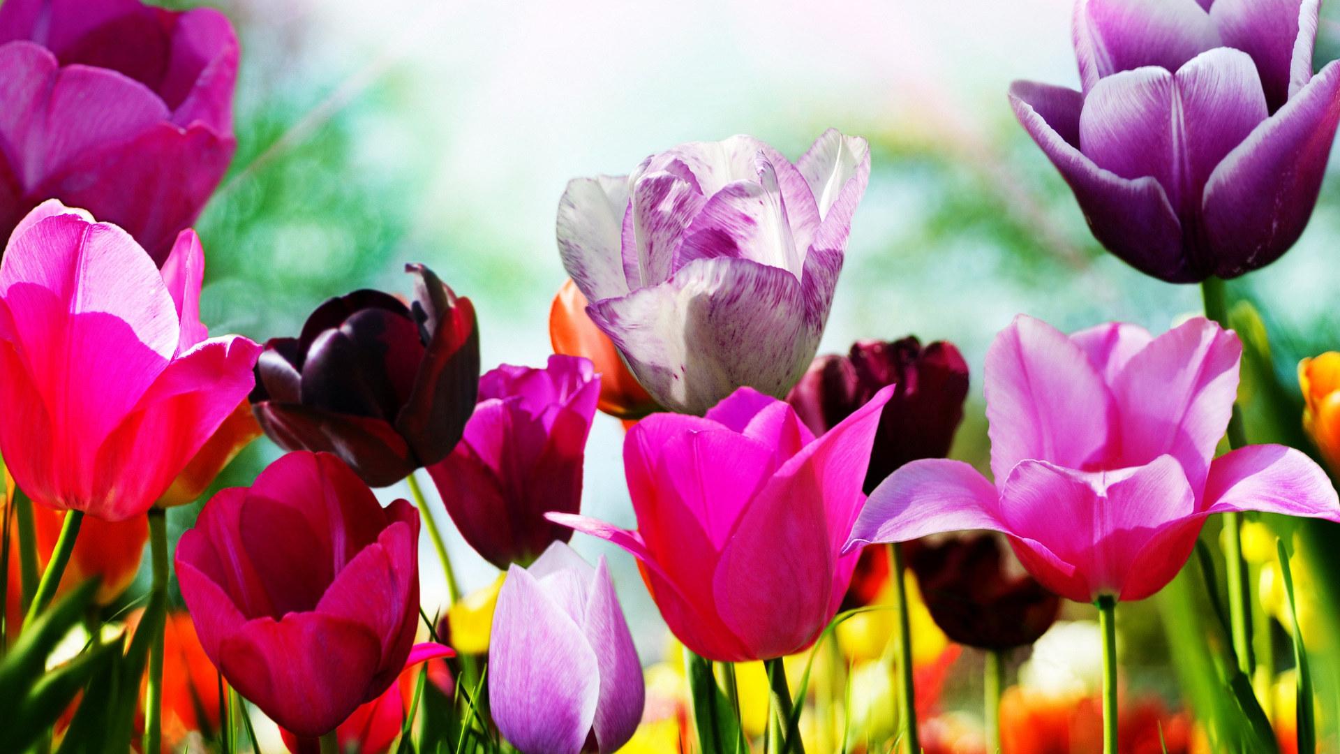 Обои весна, цветы, трава, цветение картинки на рабочий стол, фото скачать  бесплатно