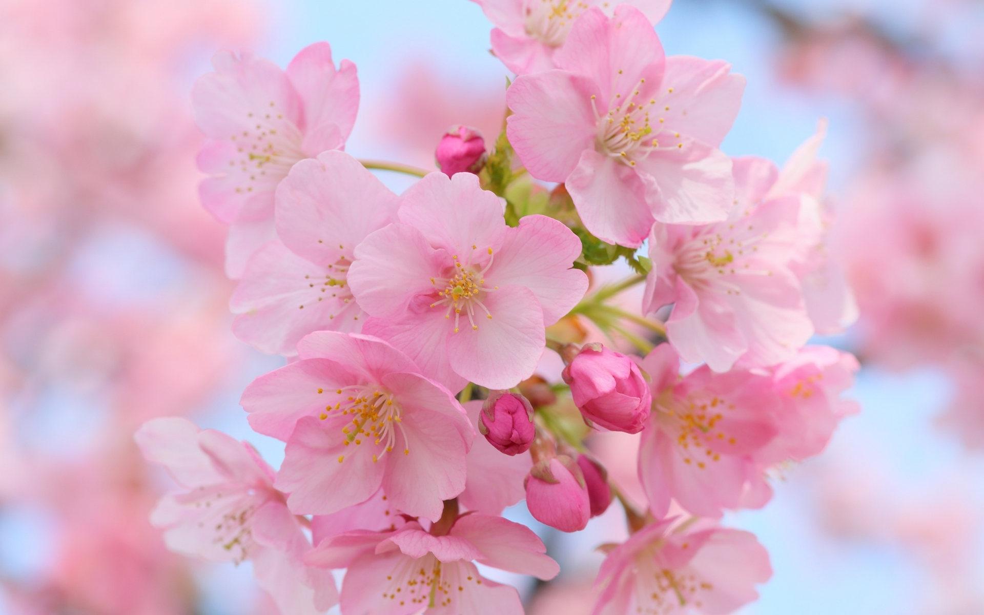 Ранние цветы-ОБОИ- на рабочий стол-Весна бесплатно