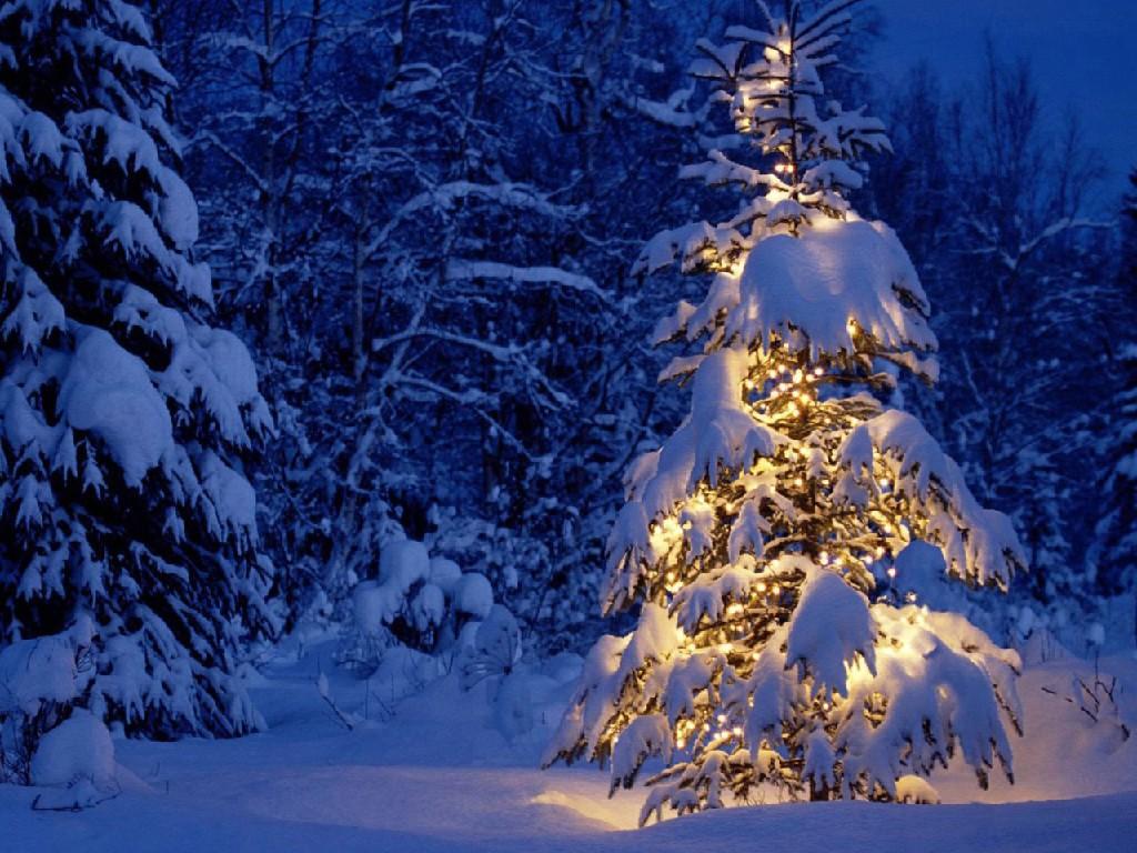 Скачать фотообои для рабочего стола: Лес, снег, зима, деревья, обои на рабочий  стол