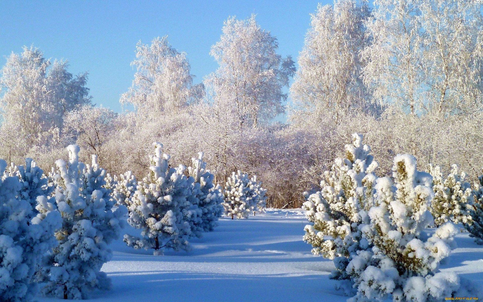 Зимний, сказочный, лес обои для рабочего стола, картинки, фото, 1280x1024.