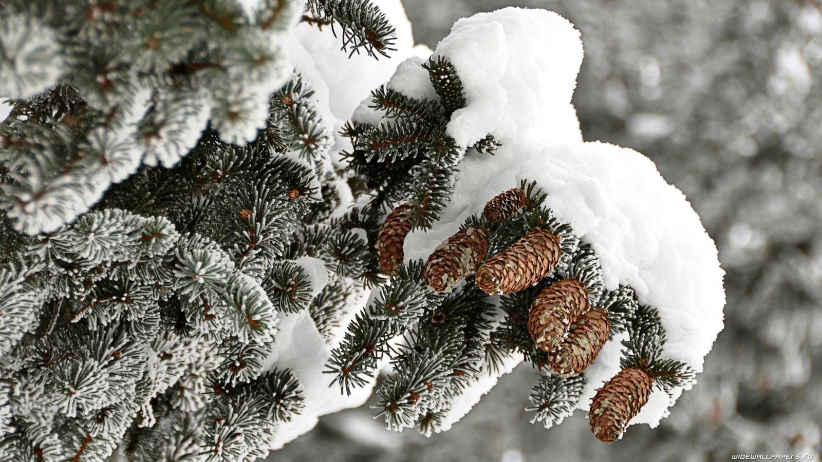 Снеговики зимой обои для рабочего стола, картинки и фото - RabStol.net