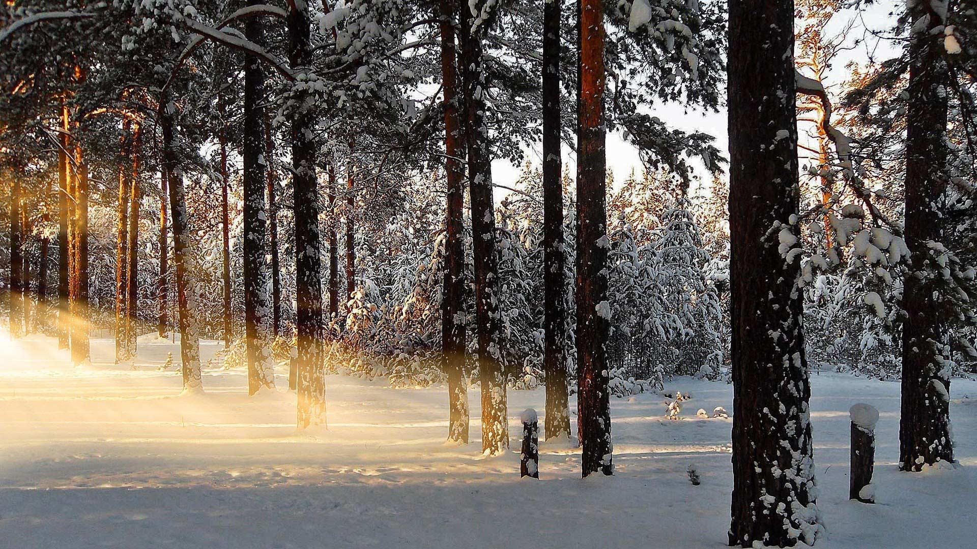 Фон зимний лес на рабочий стол (61 фото)