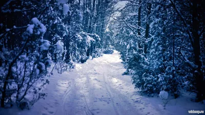 Скачать обои и картинки зима, лес, дорога, деревья, ель, снег, свет, вечер,  ночь для рабочего стола в разрешении 1600x900