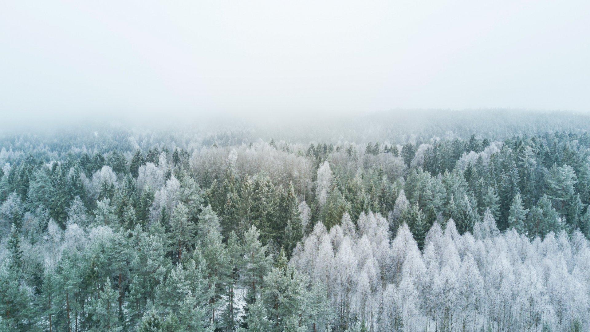 Заставка на рабочий стол - Лес, Зима, Природа | Скачать Лучшие Бесплатно  картинки