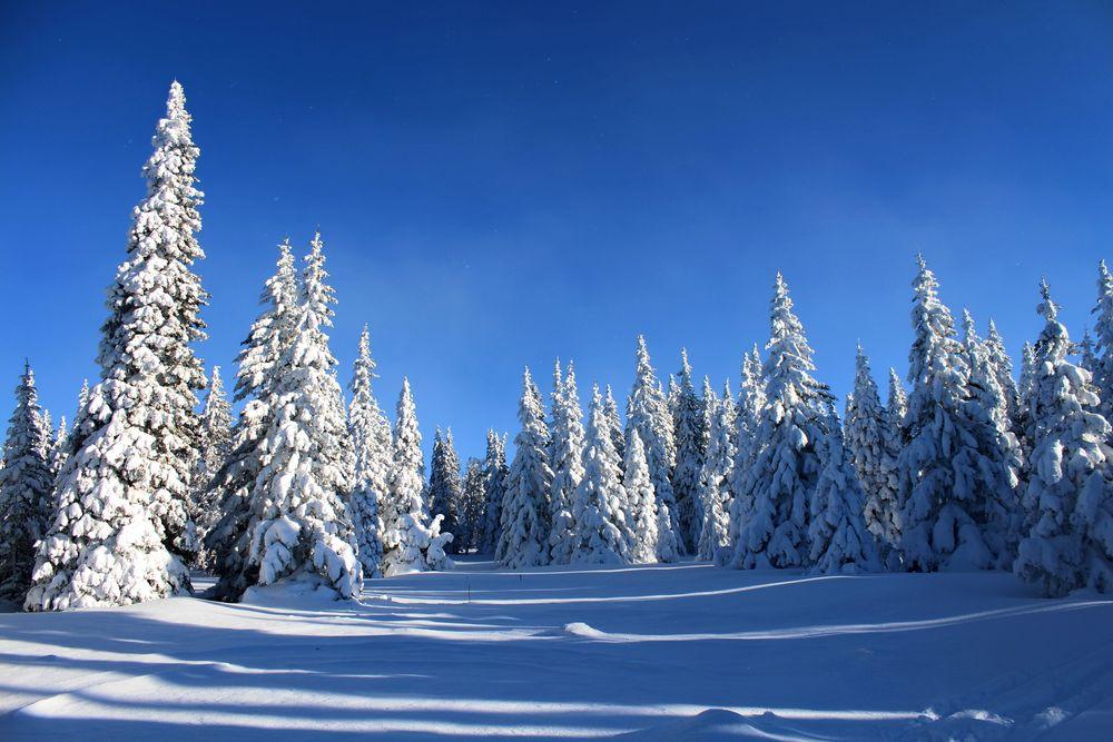 Снежный лес, зимний лес Обои 1920x1080 Full HD (Full High Definition)