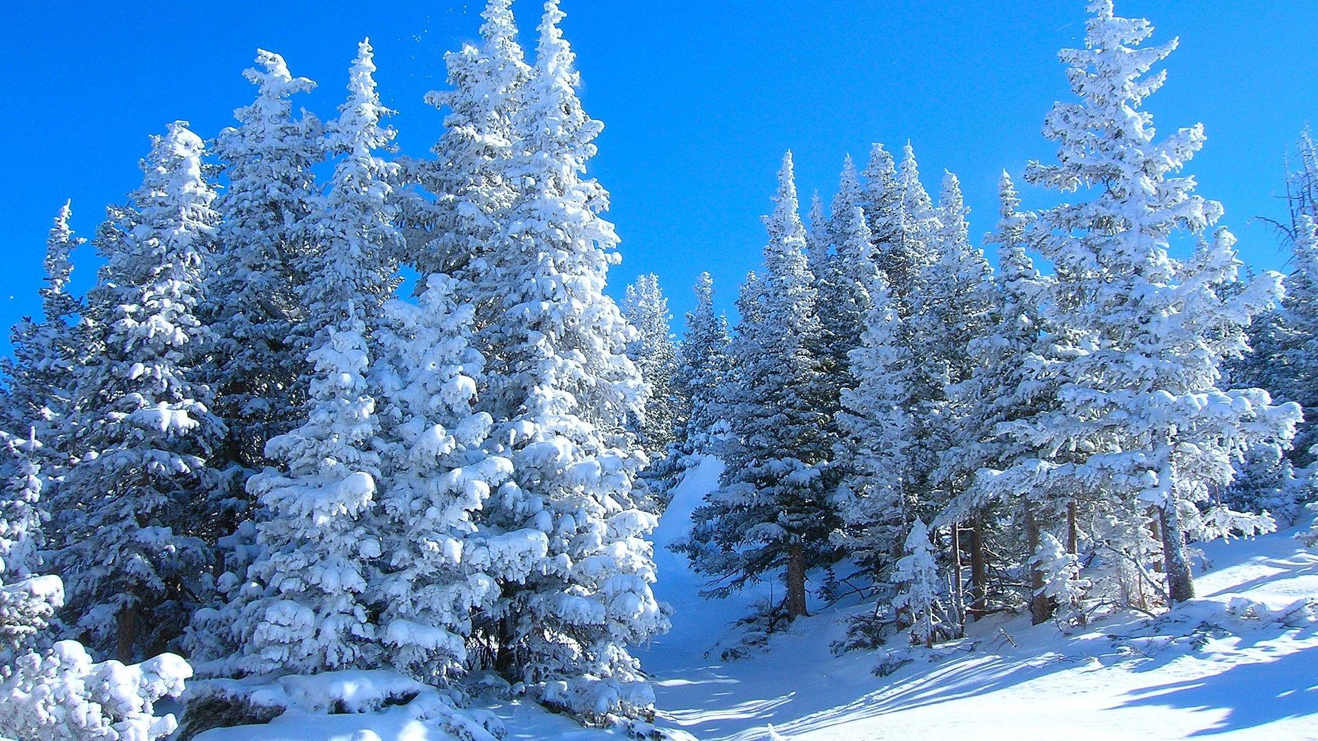 зимний лес Зимний лес деревья пейзаж ,обои на рабочий стол из рубрики  Деревья - скачать бесплатно #yandeximages | Пейзажи, Лес, Зима