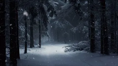 Обои лес зимой – Зима в лесу HD 1920x1200 – Скачать зимние обои