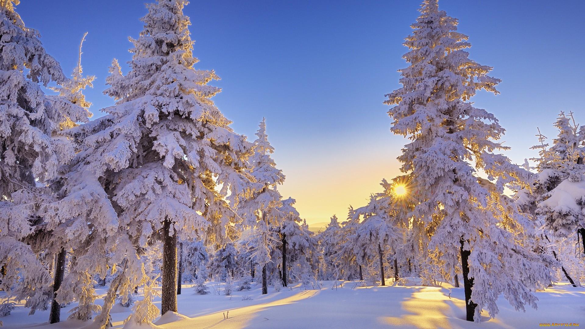 ярко светит солнце в снежном лесу -ОБОИ- на рабочий стол-Зима бесплатно