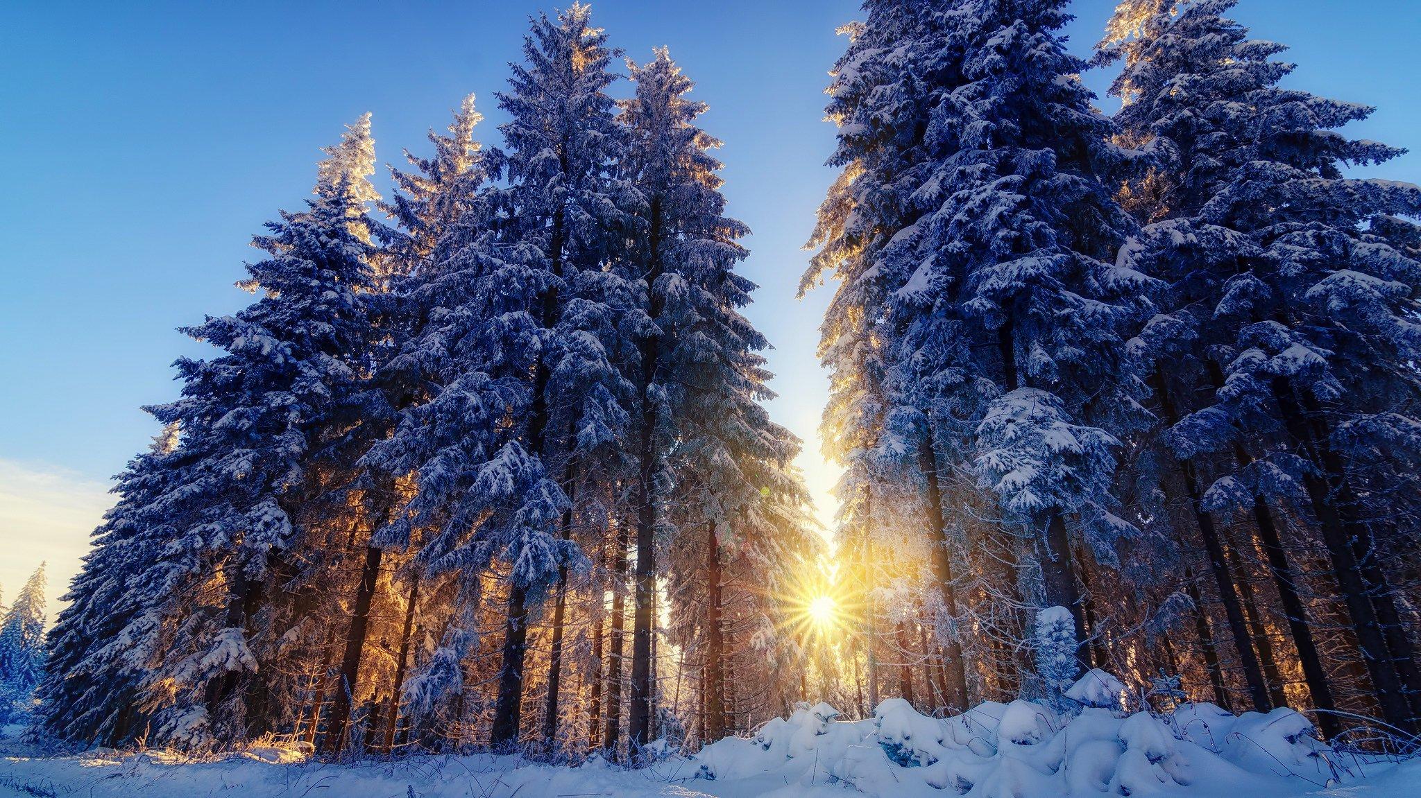 Картинки зима в лесу - 66 фото
