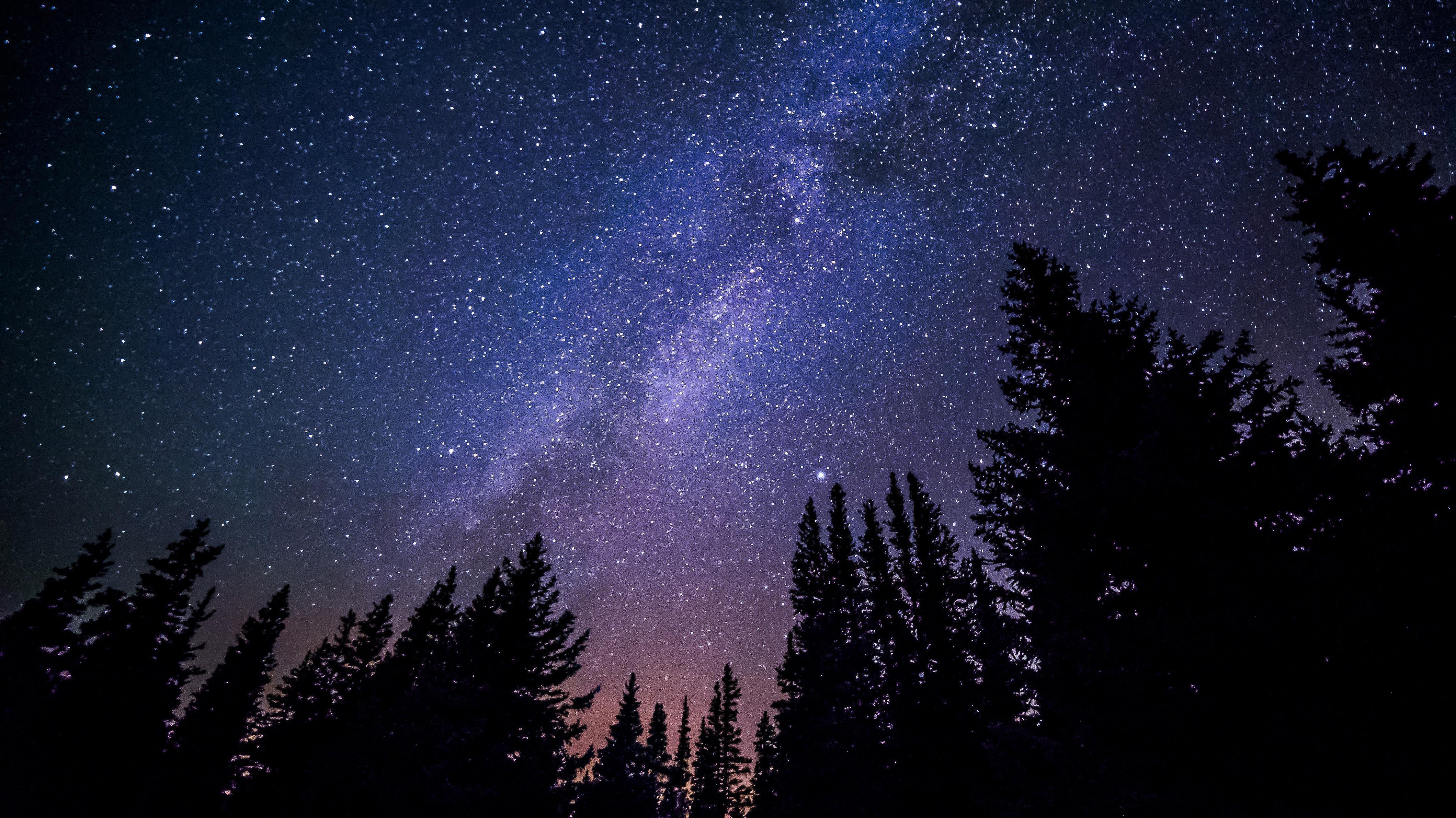 Красивое Звёздное небо. Лес - обои на рабочий стол