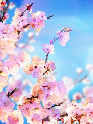 Вертикальная фотография картины романтические весенние вишневые цветы  телефон обои Фон И картинка для бесплатной загрузки - Pngtree