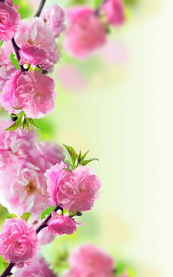 Обои на телефон сакура, цветы, цветение, весна, розовый - скачать бесплатно  в высоком качестве из категории \"Цветы\"