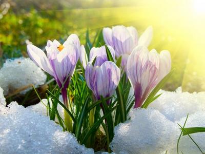 С первым днем весны 2021 - картинки с началом весны, открытки и  поздравления с 1 марта — УНИАН