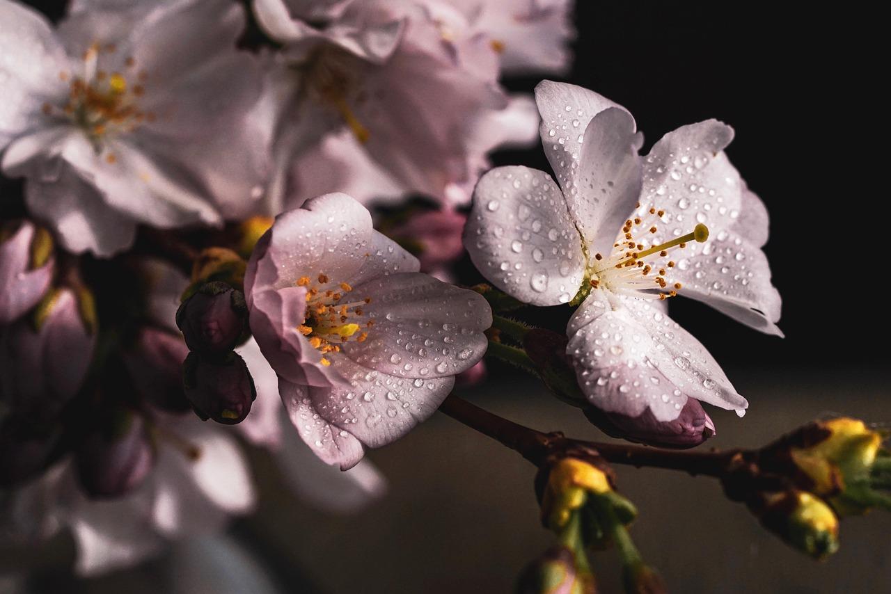 Файл:Spring. Kustodiev.jpg — Википедия