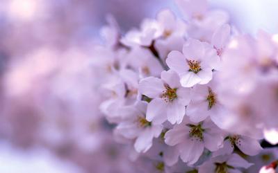 Обои цветы, природа, лепестки, весна, голубые для рабочего стола,  pechenocna flowers HD wallpaper | Pxfuel
