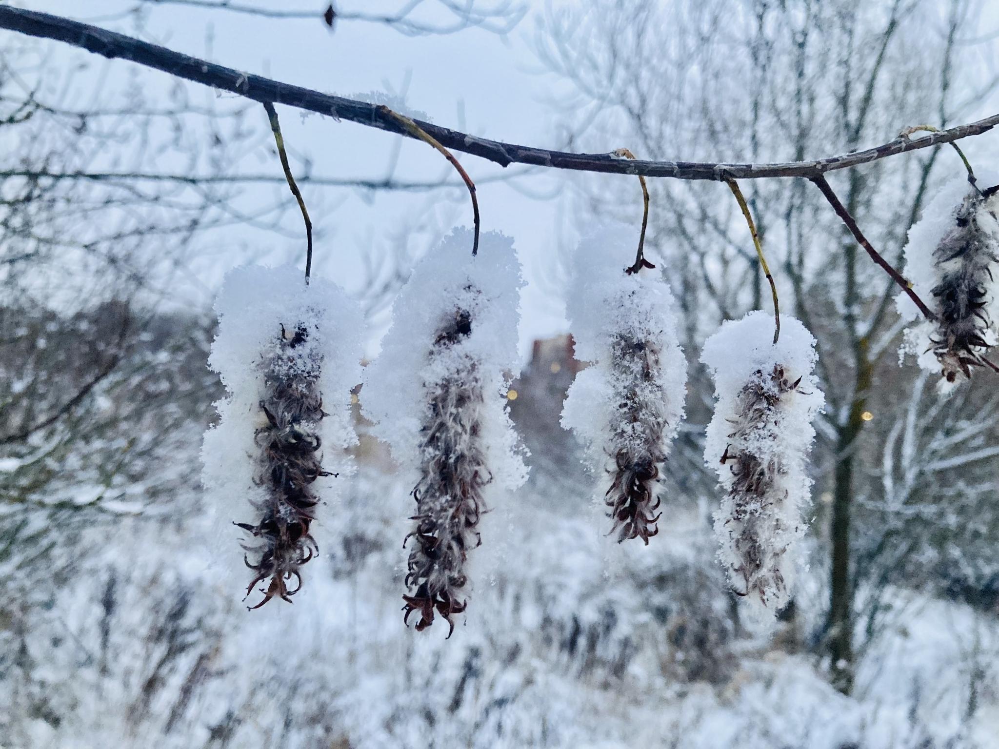 Зимнее настроение: Зима в стихах и фотографиях