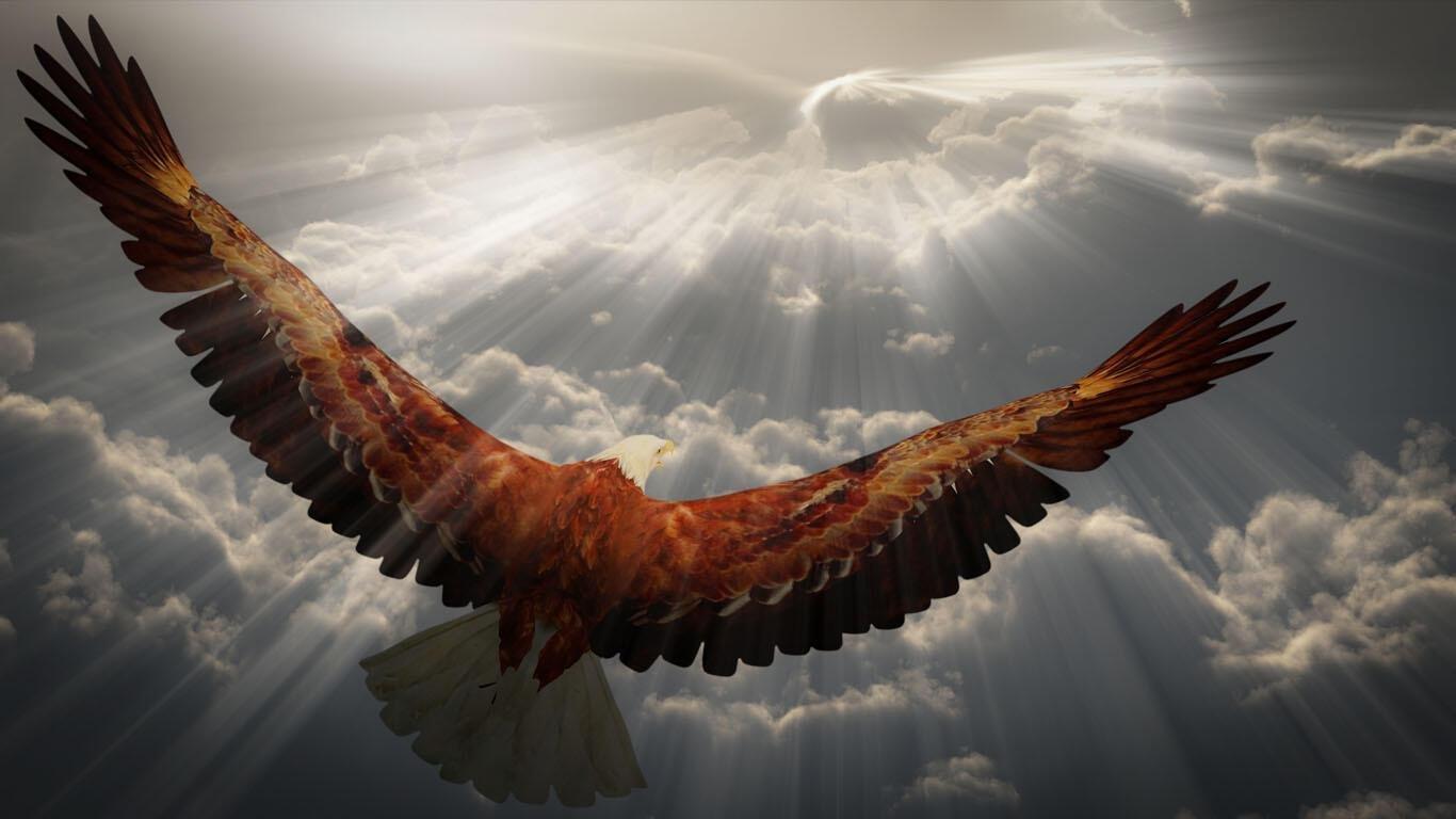 Орел высоко в небе (52 фото) - 52 фото