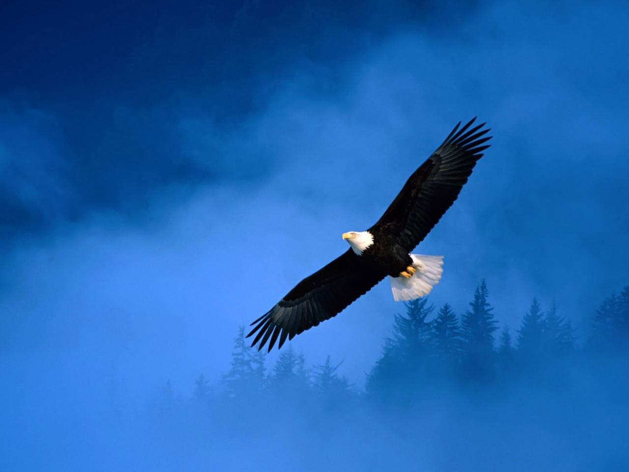 Орел парящий в небе голубом …» — создано в Шедевруме