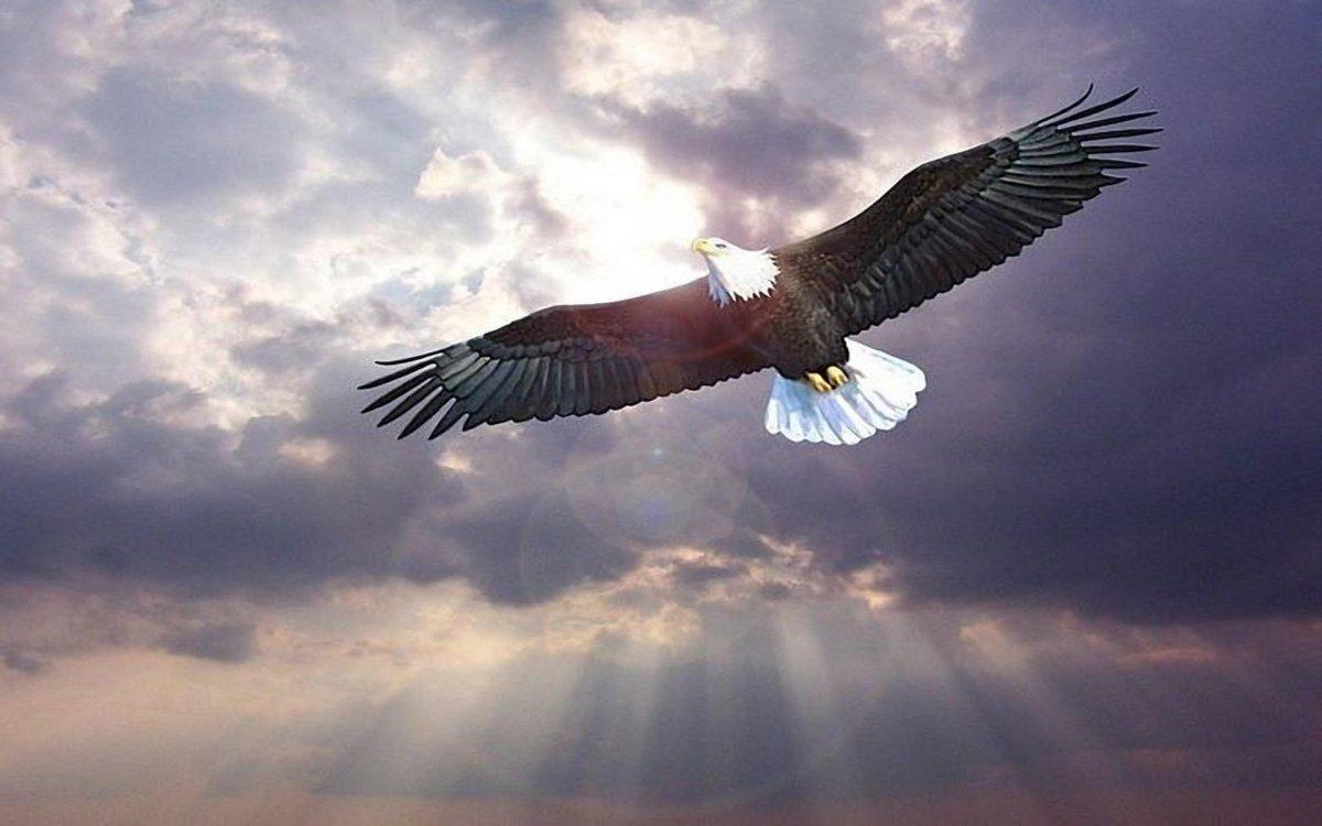 Орел высоко в небе - красивые фото