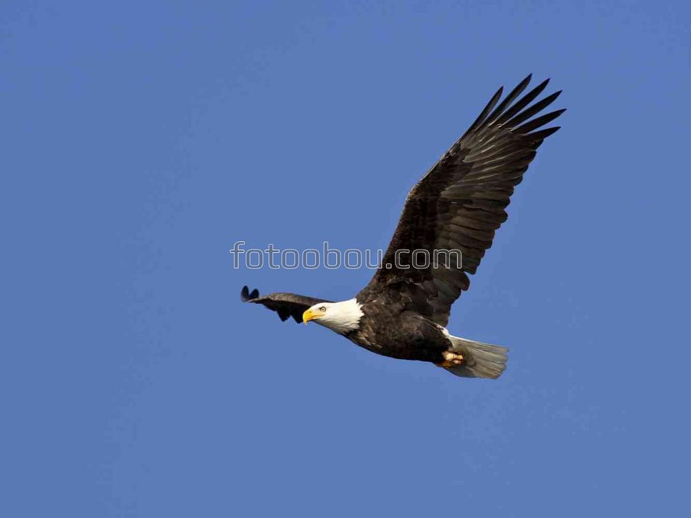 Черный орел Парящий орел Летящий орел животное PNG , Ручной обращается орел,  Король неба, животное PNG картинки и пнг PSD рисунок для бесплатной загрузки