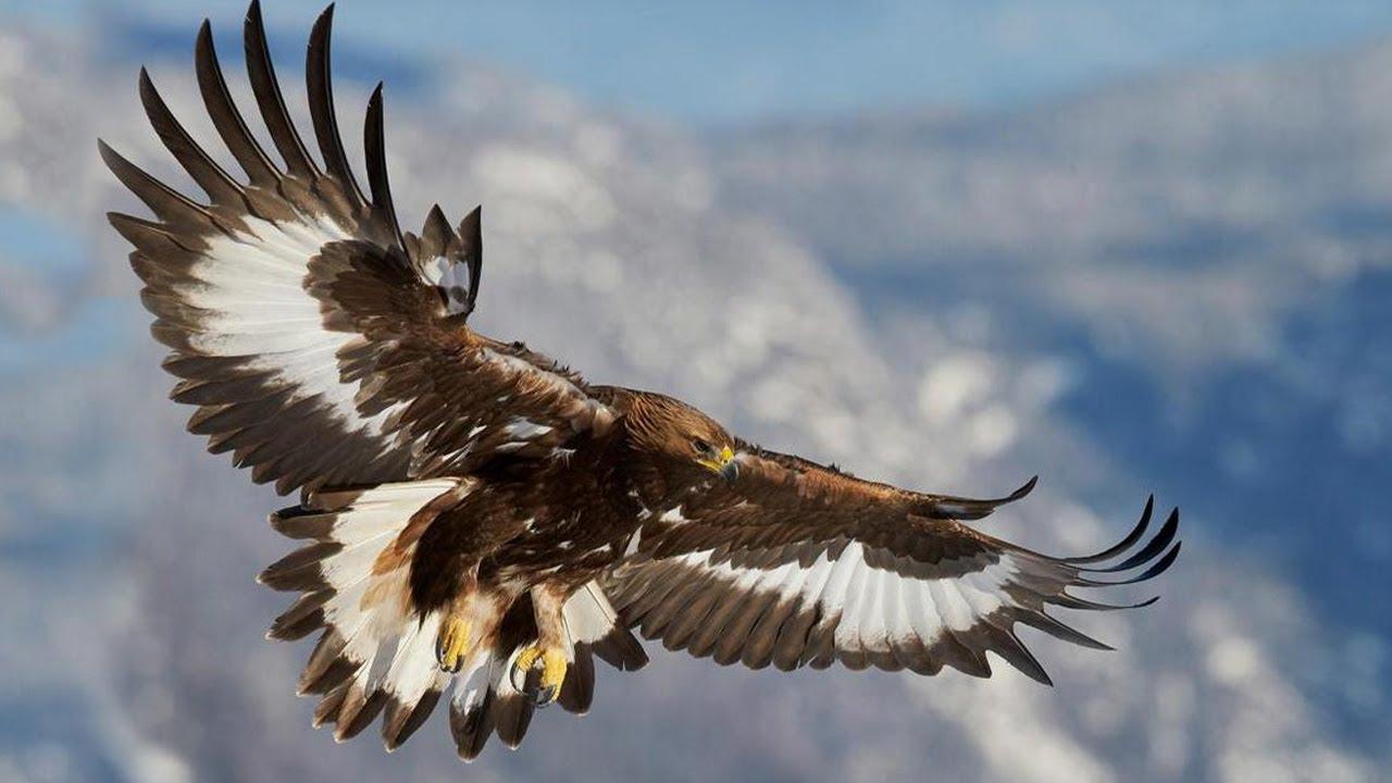 величественный бальзовый орел, летящий в облаках на вершинах гор, покрытых  лесами. Лысый орёл, взрывающийся в небе. генеративный п Иллюстрация штока -  иллюстрации насчитывающей природа, свобода: 275141141