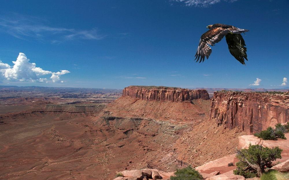 Величественный белоголовый орлан в полете. символ свободы, парящий в небе.  | Премиум Фото