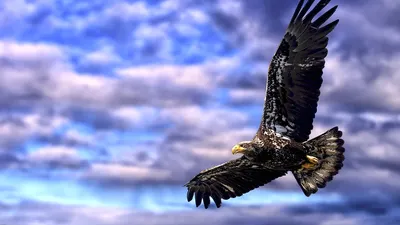 Беркут – Главный в небе! Самый большой и быстрый орёл. Интересные факты о  беркутах. - YouTube