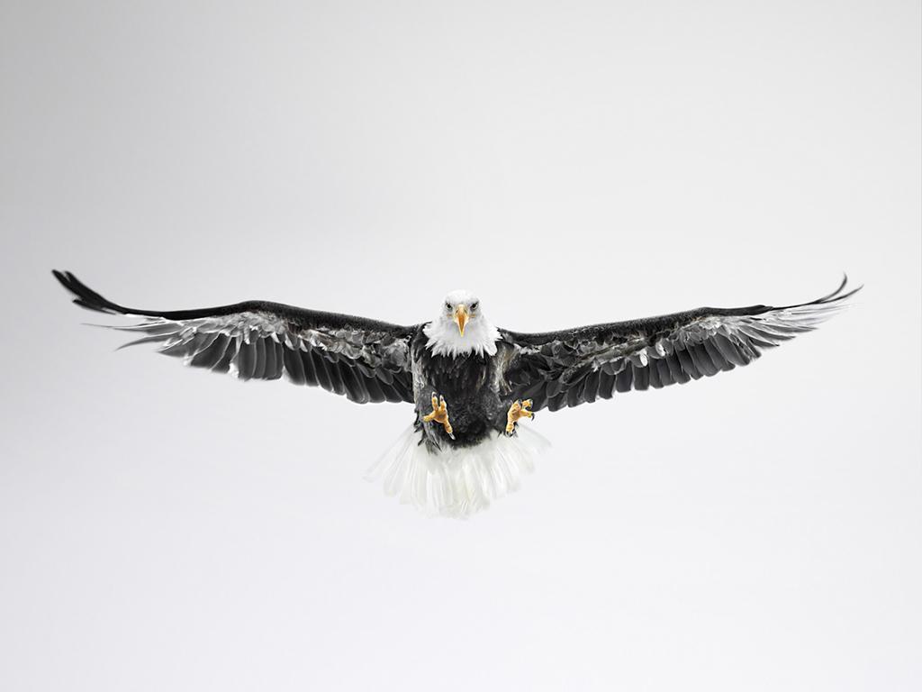 белоголовый орлан летит через лес с грозовым грозовым небом, картинка  парящего орла, птица, орел фон картинки и Фото для бесплатной загрузки
