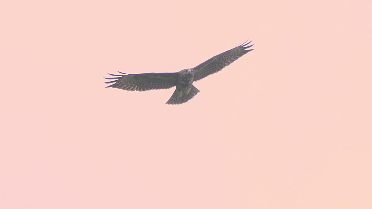 Широкие орла парящие высокие раскрывают в голубом небе Стоковое Изображение  - изображение насчитывающей скользить, высоко: 61856919