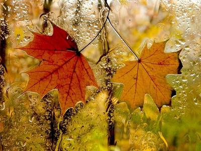 Картинки осень дождь листья фотографии