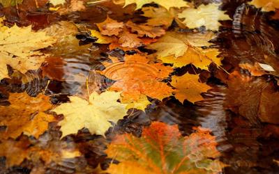 осенние листья летят Плейкаст \"Осенние дожди..., а сердце никогда не  унывает. #yandeximages | Падающие листья, Осенние фото, Пейзажи