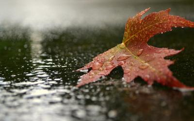 Онлайн пазл «Осенний дождь»