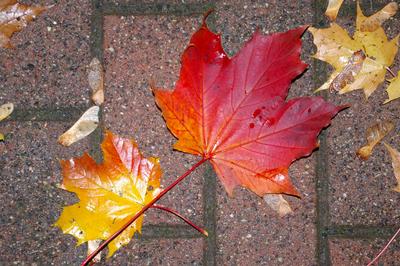 Осень листья дождь» — создано в Шедевруме